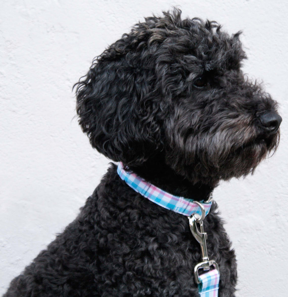 Aqua Blue and Pink Plaid Collar