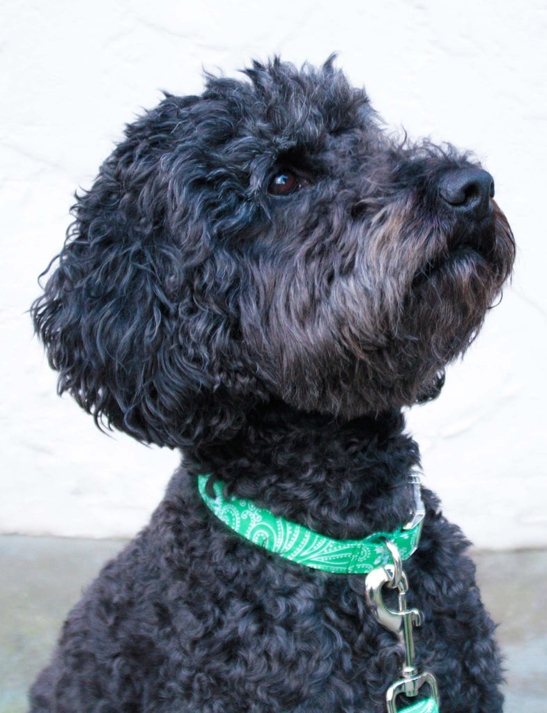 Green Paisley Collar