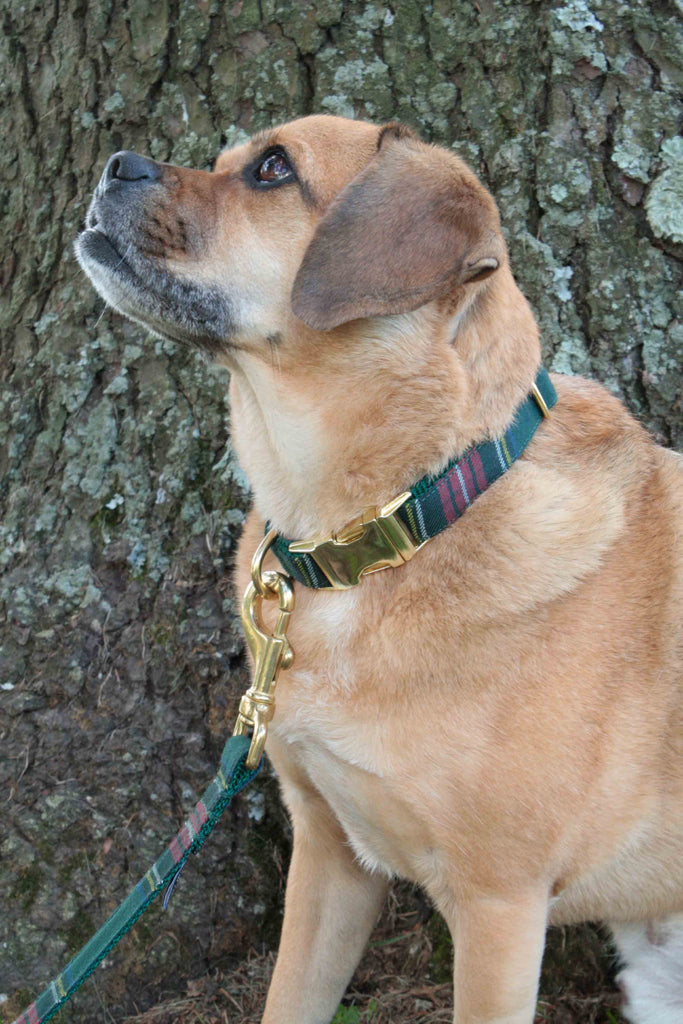 Green Tartan Plaid Collar