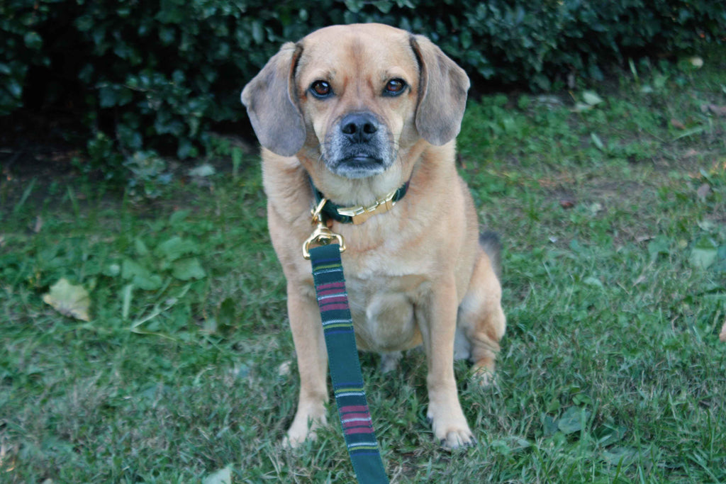Green Tartan Plaid Leash