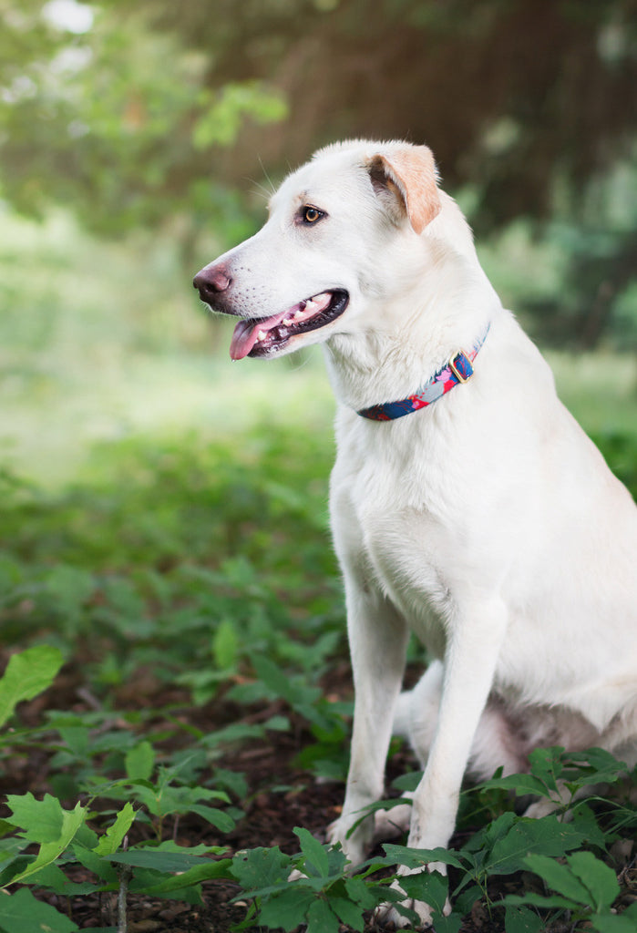 Painted Floral Collar