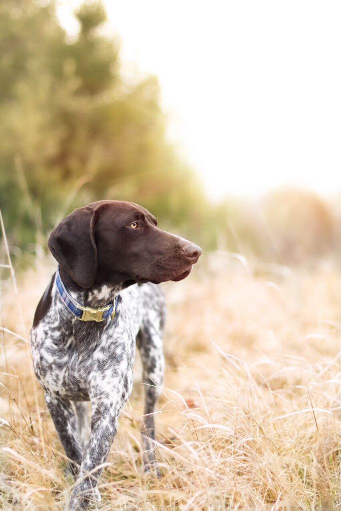 Royal Blue Plaid Collar