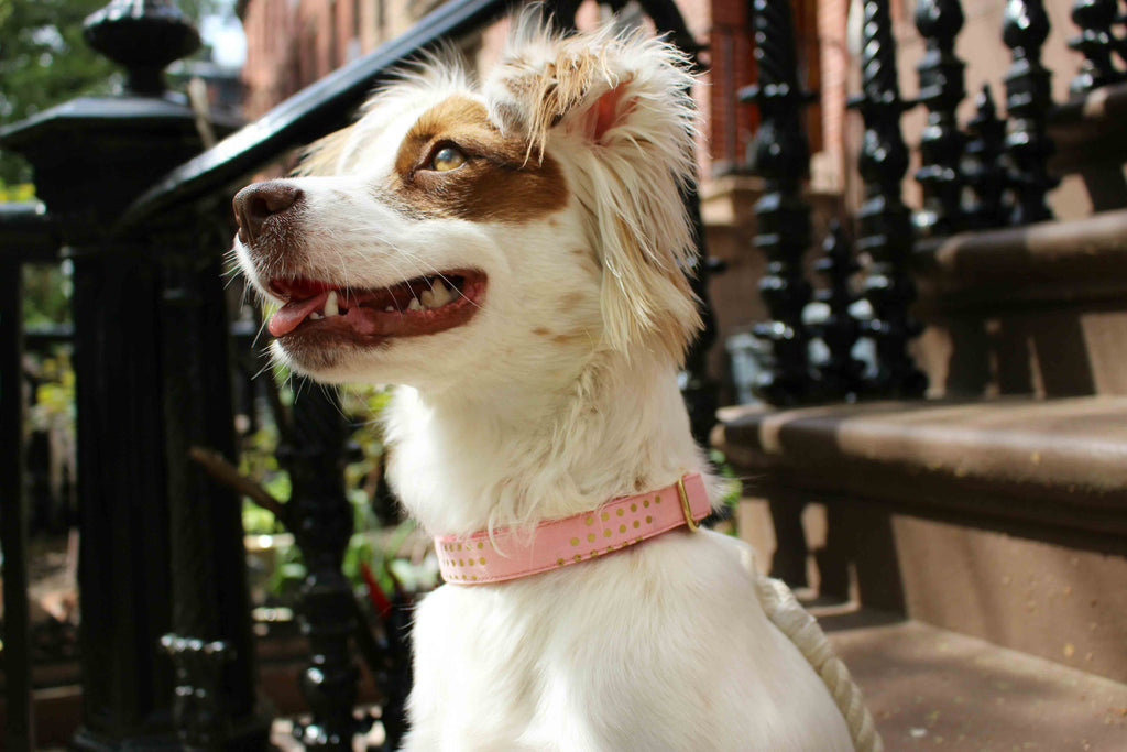 Cotton Candy Gold Glitter Collar