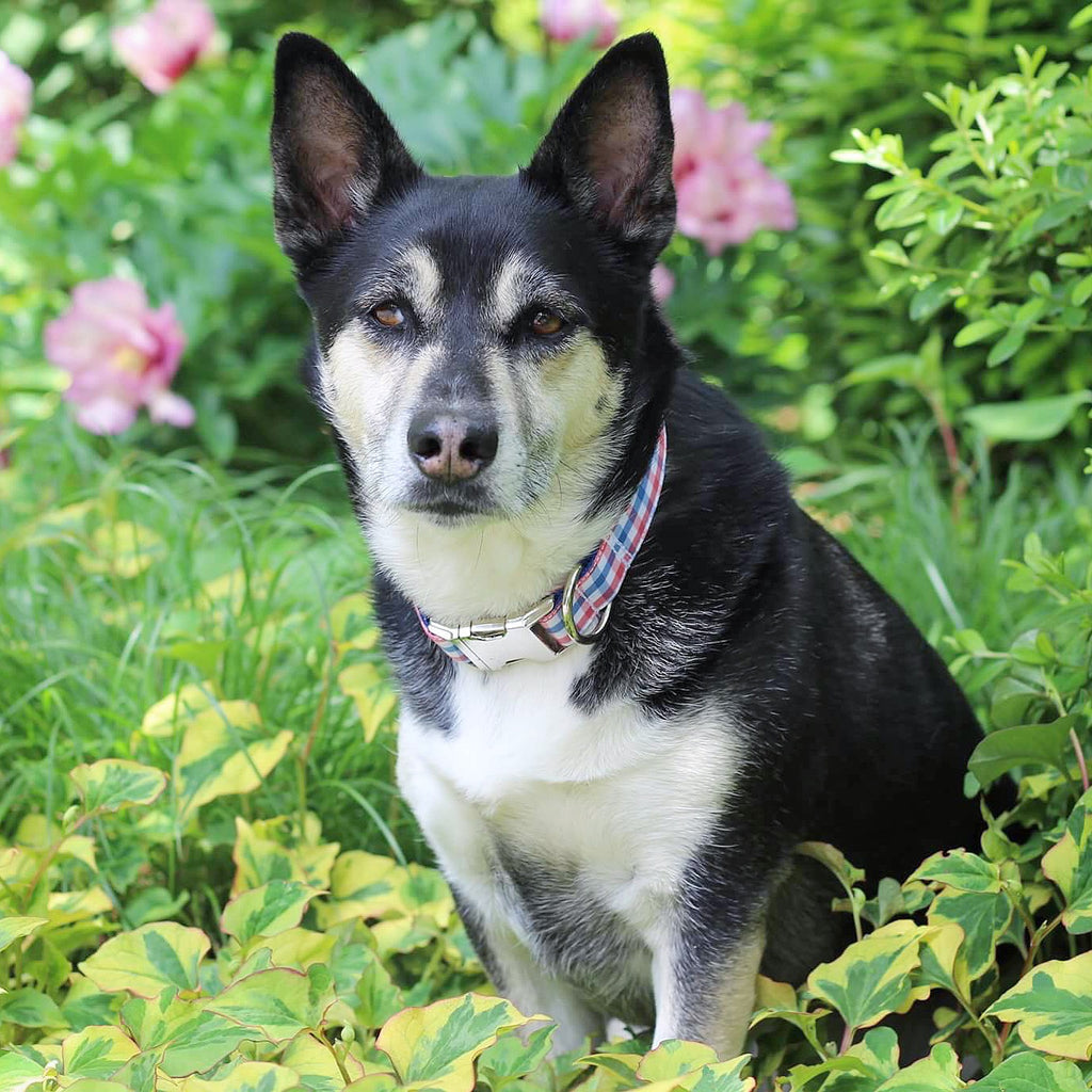 Red White and Blue Gingham Collar