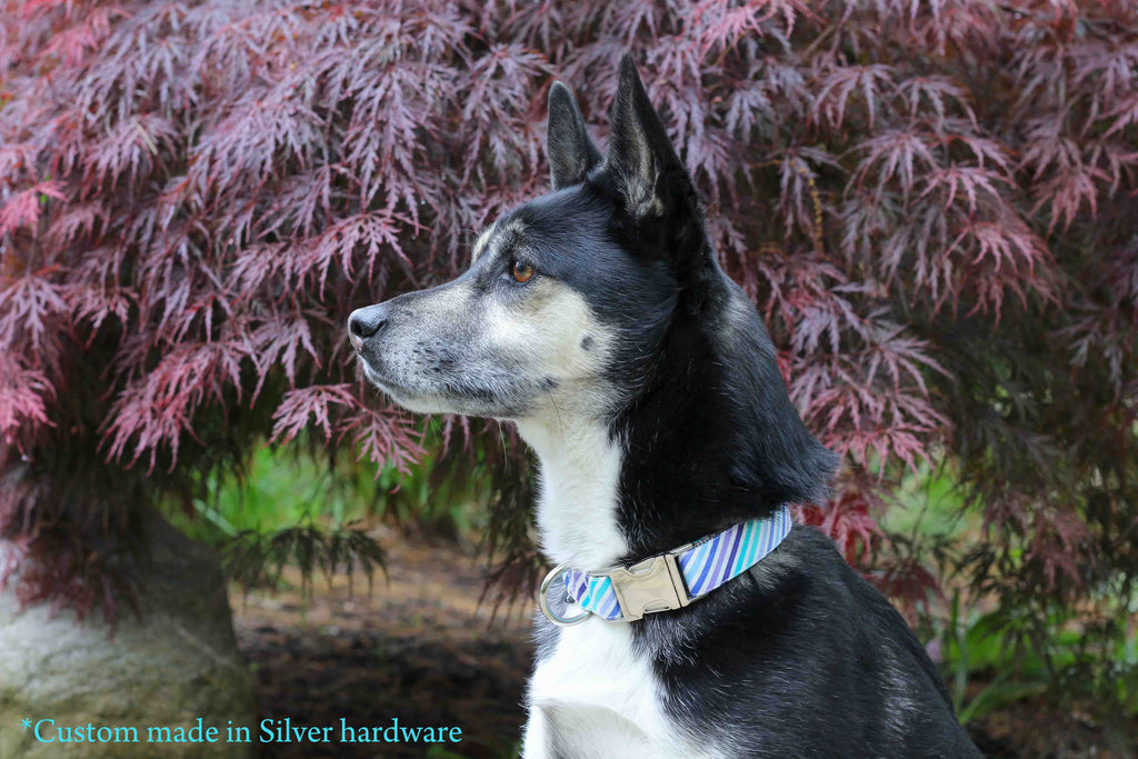 Purple and Blue Stripe Collar