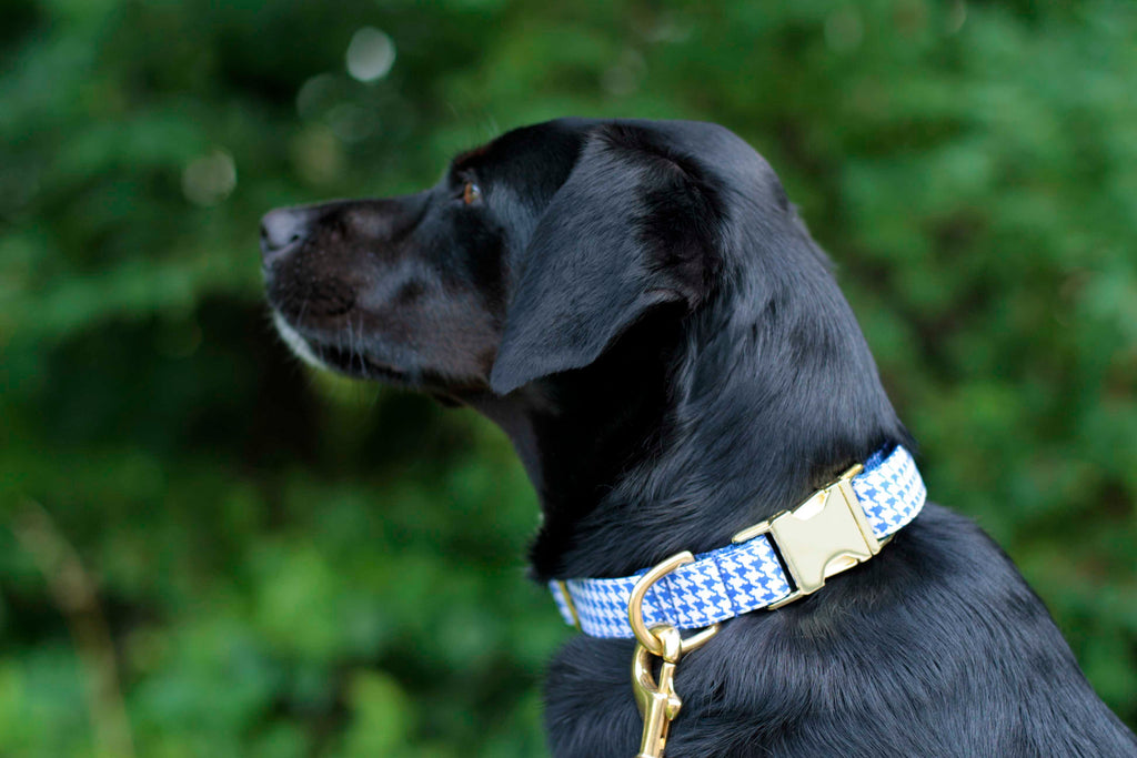 Royal Blue Houndstooth Collar