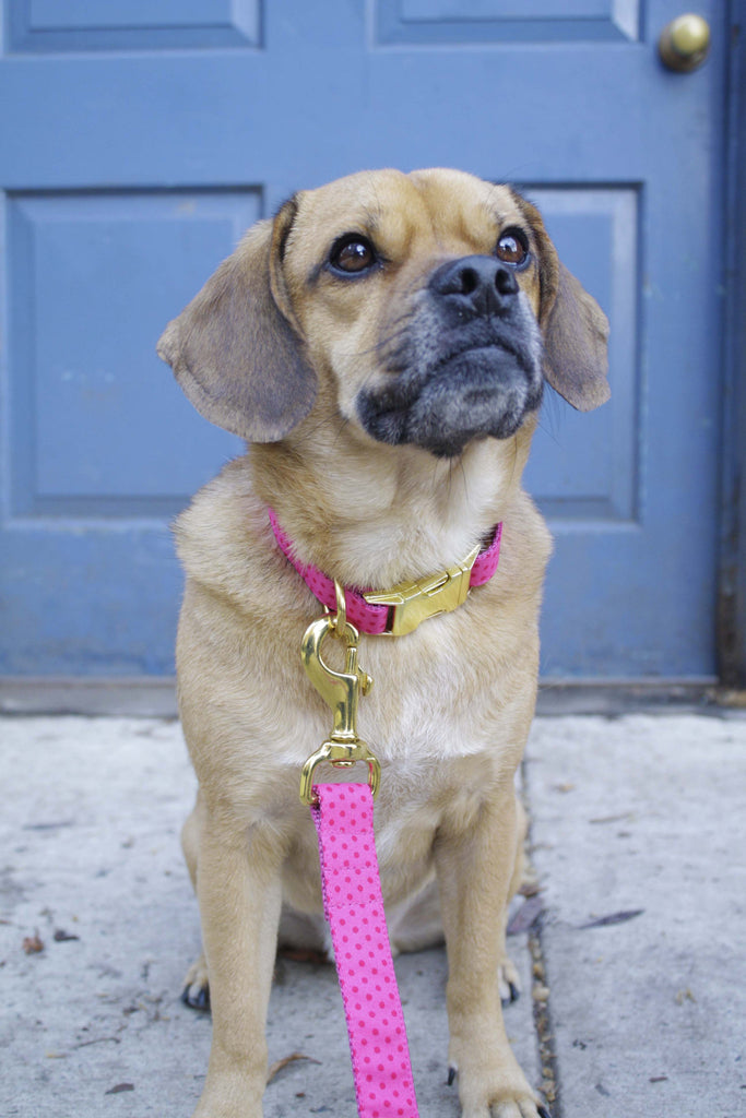 Pretty in Pink Polka Dot Leash - final sale