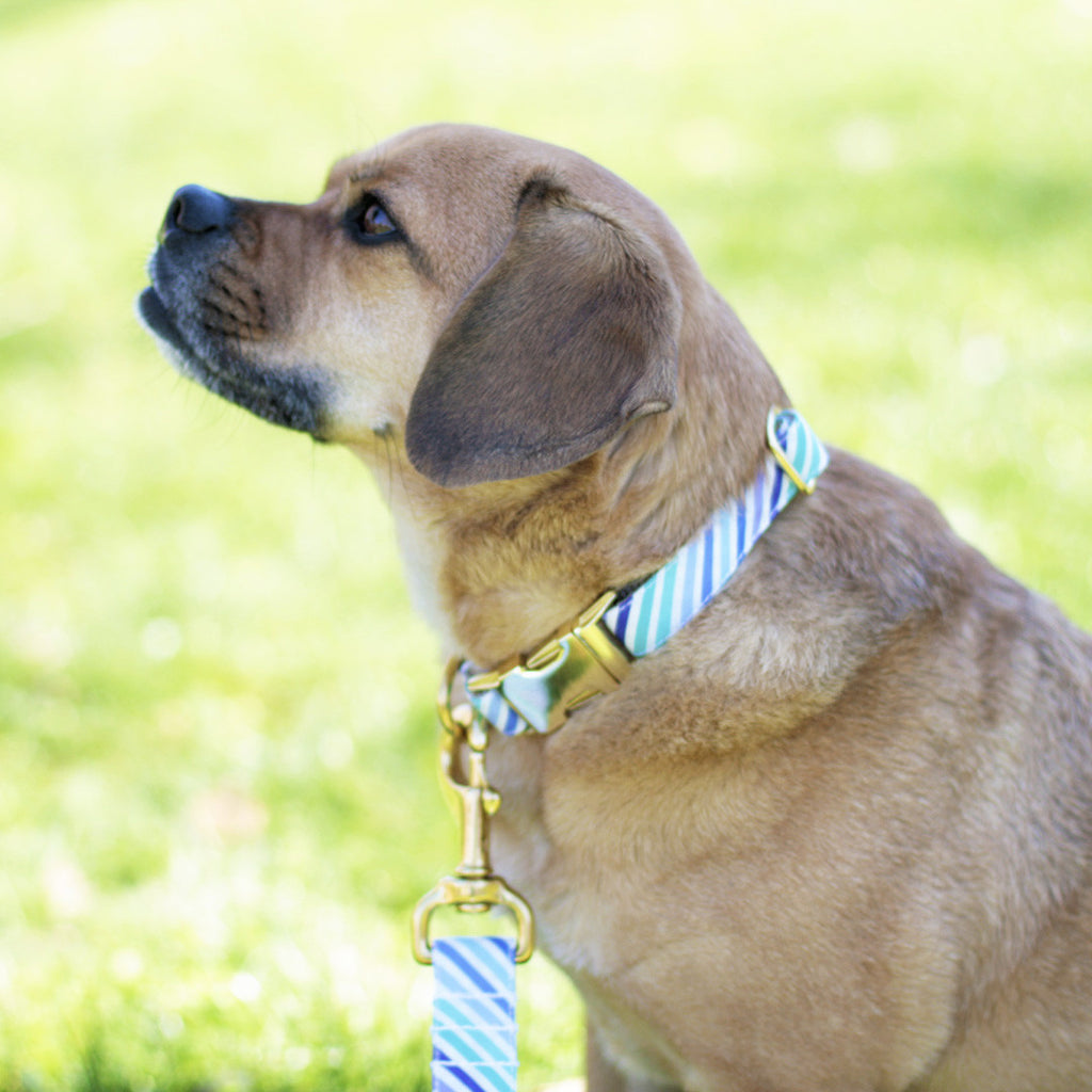 Purple and Blue Stripe Collar