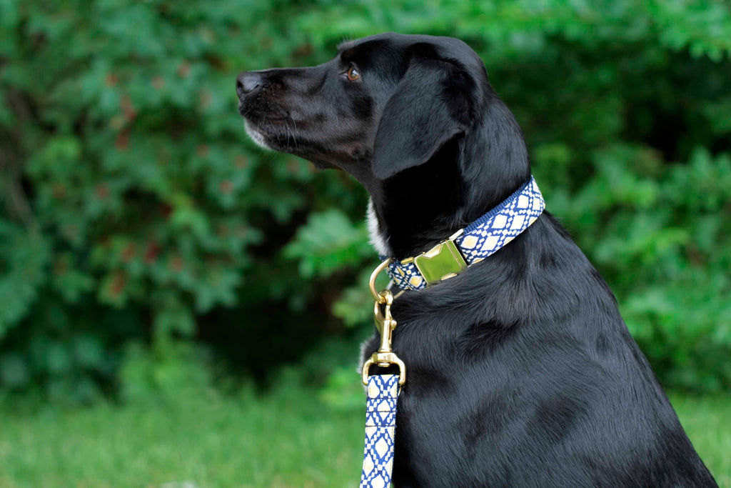 Navy Lemon Drop Collar