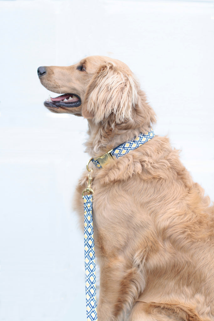 Navy Lemon Drop Collar