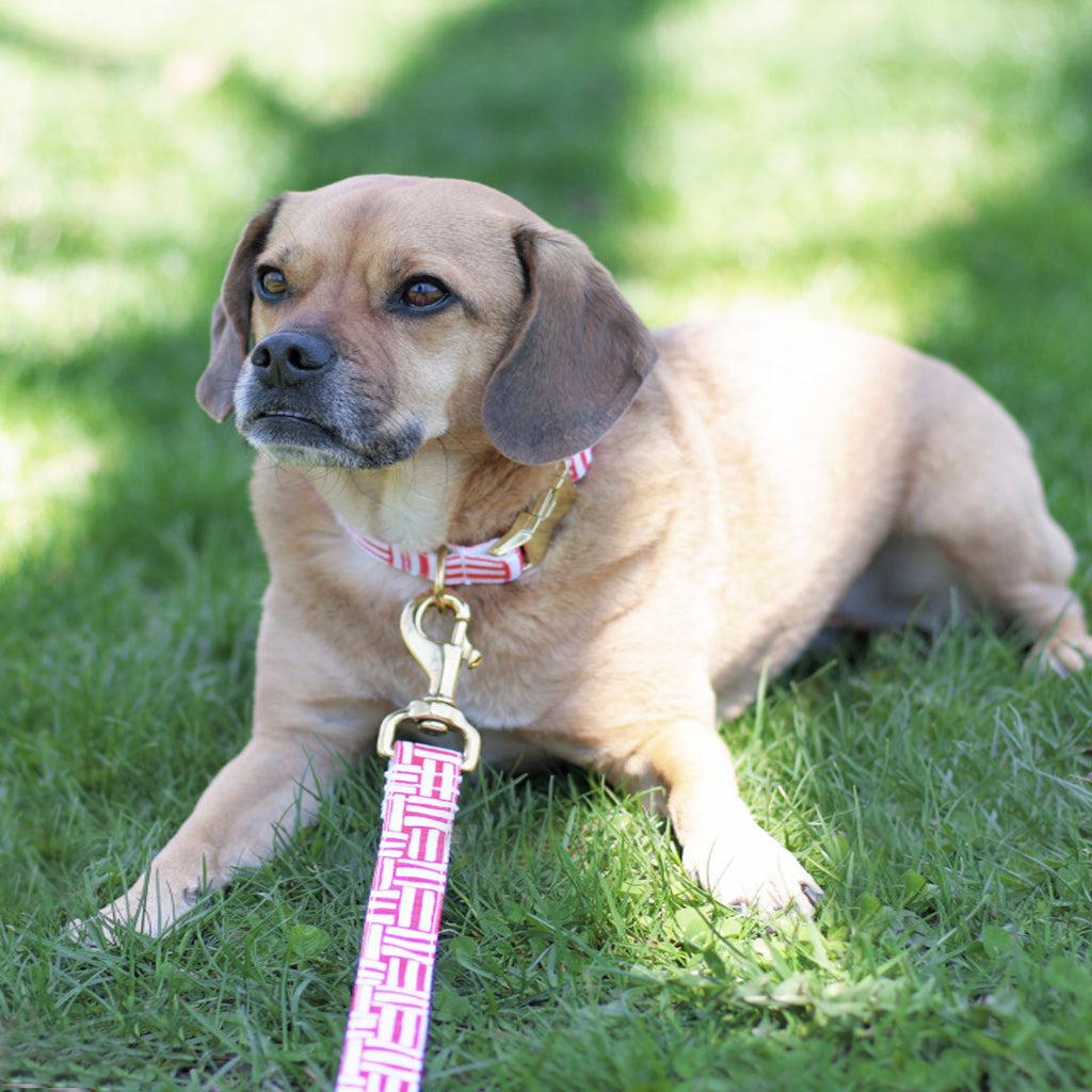 Coral Geometric Leash