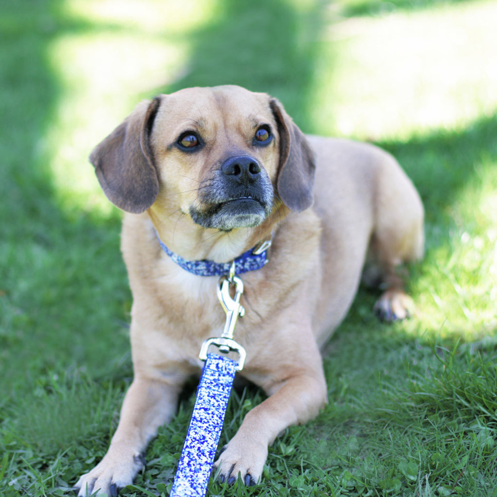 Royal Blue Ocean Leash