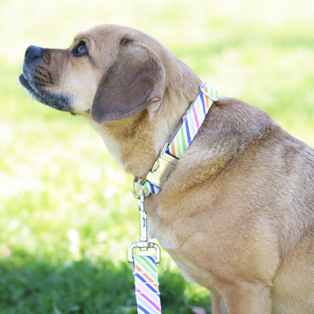 Rainbow Stripe Collar