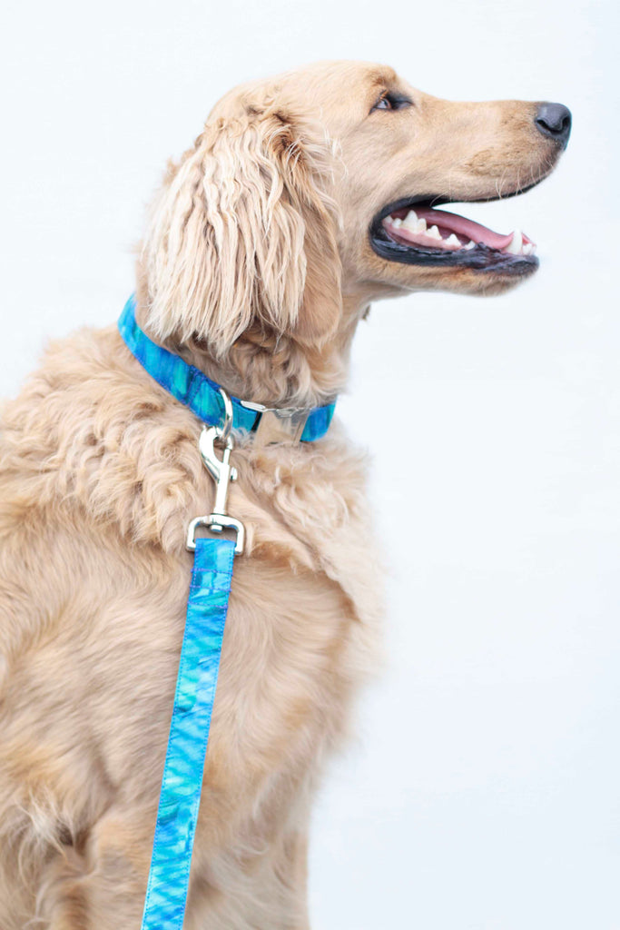 Electric Blue Canvas Leash