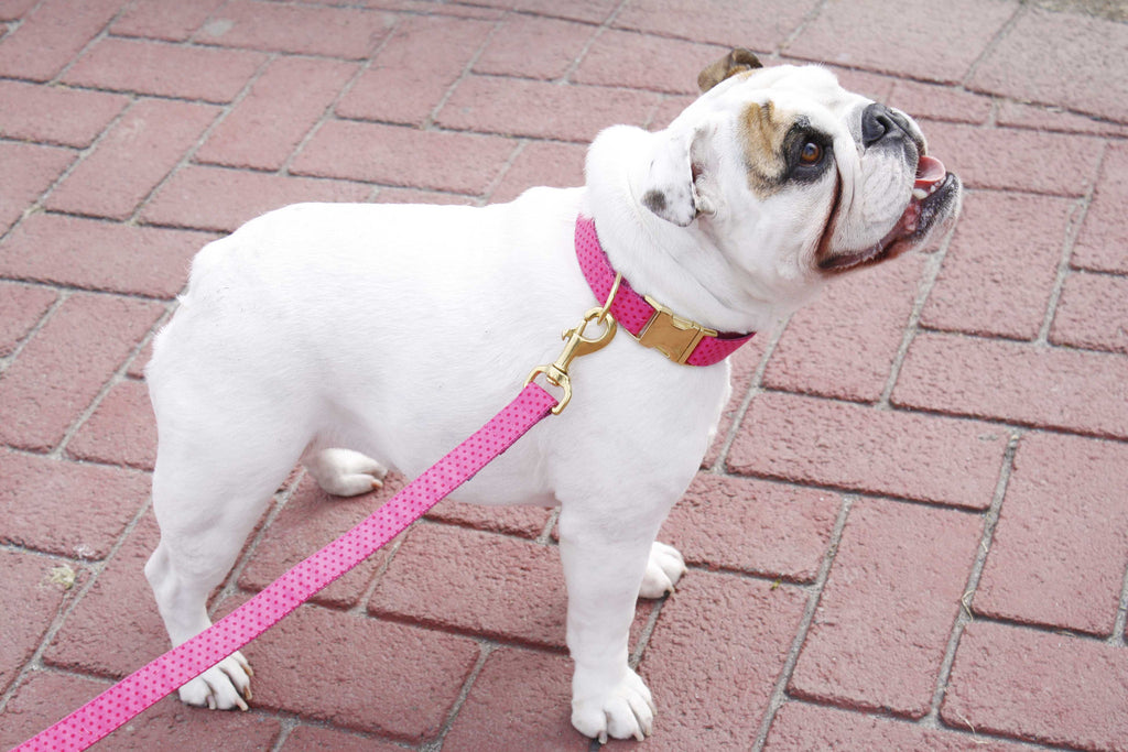 Pretty in Pink Polka Dot Collar
