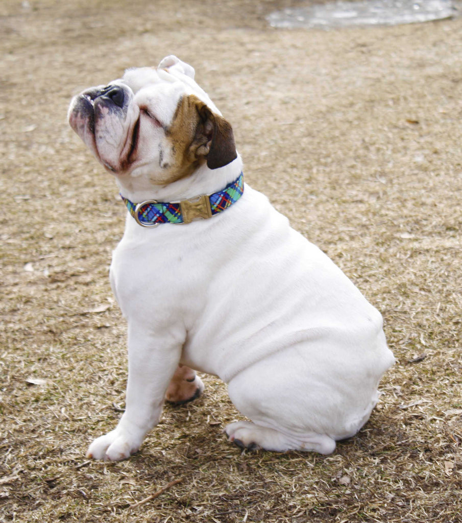 Spring Plaid Collar