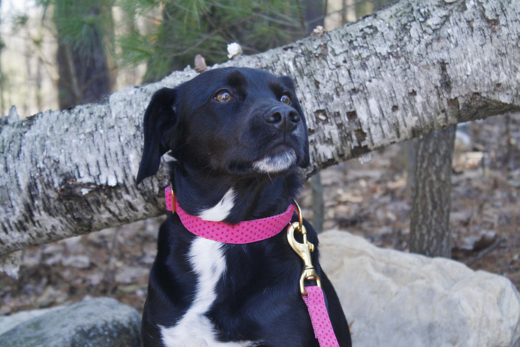 Pretty in Pink Polka Dot Collar