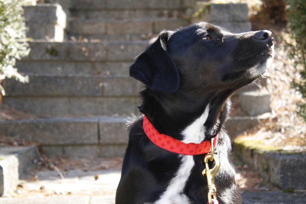 Strawberry Red Polka Dot Collar