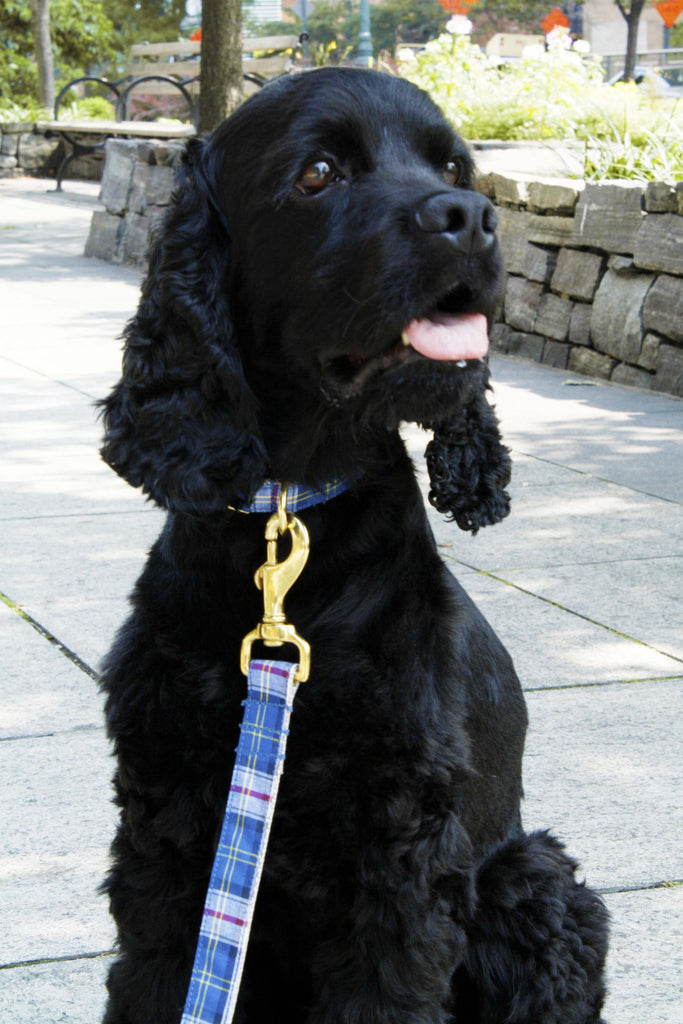 Royal Blue Plaid Collar