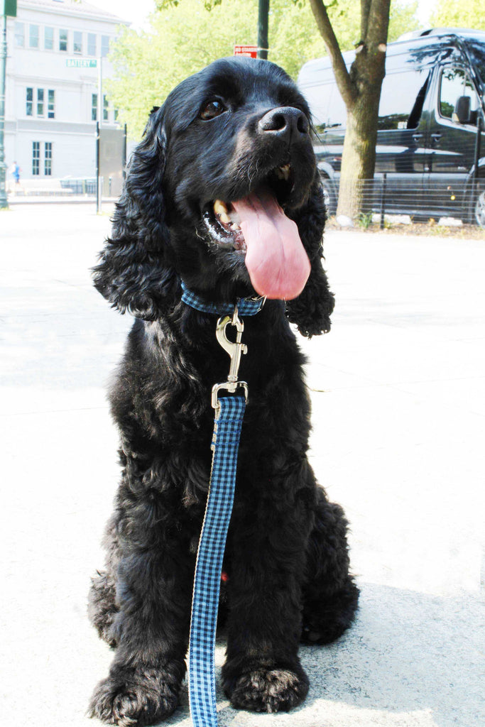 Indigo Blue Gingham Collar