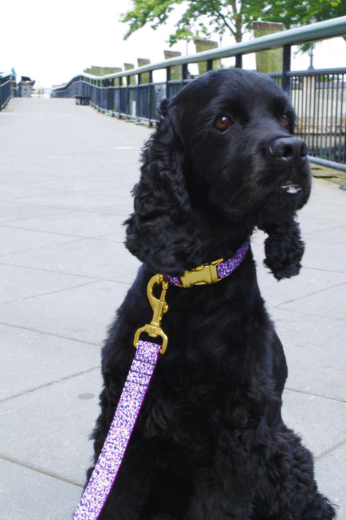 Purple Shimmer Leash