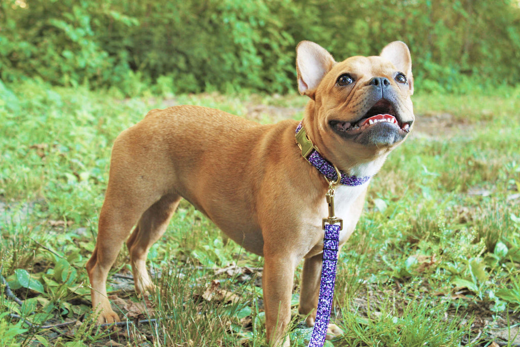 Purple Shimmer Leash