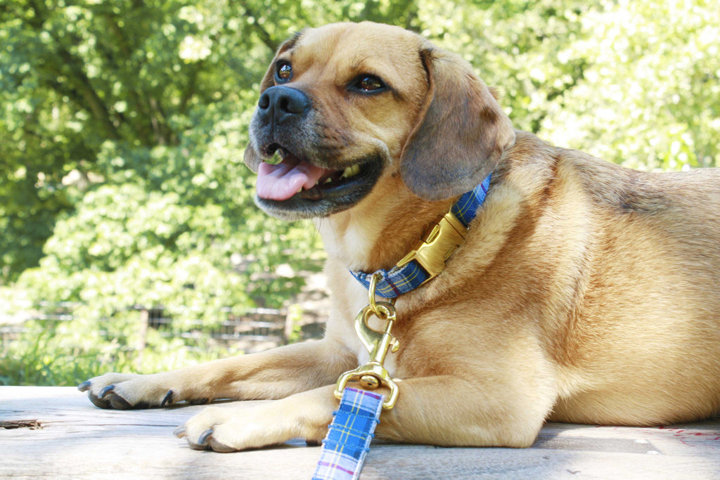 Royal Blue Plaid Collar