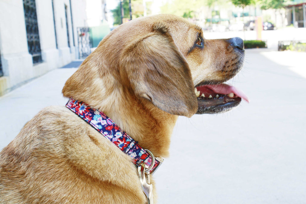 American Floral Collar