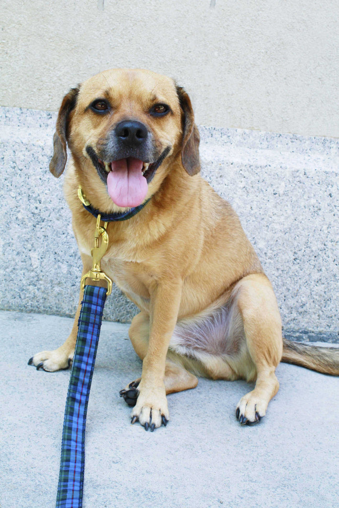 Classic Navy and Green Plaid Leash