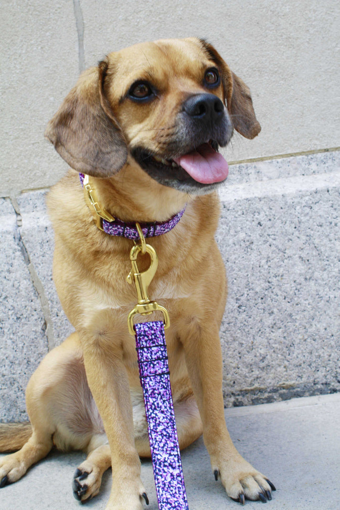 Purple Shimmer Leash