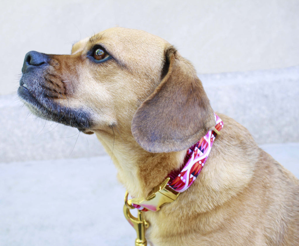 Jolly Pink Collar