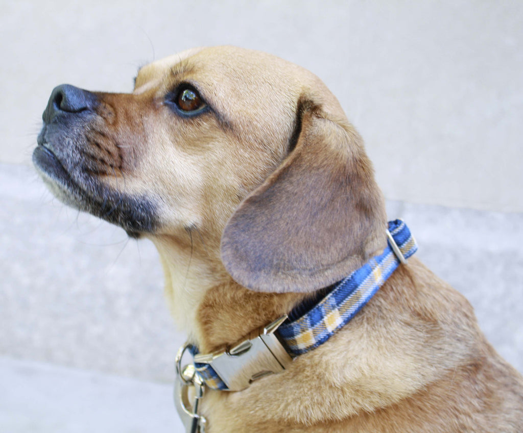 Blue and Gold Plaid Collar