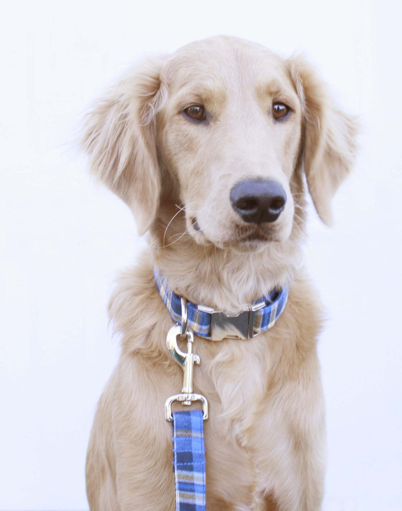 Blue and Gold Plaid Collar