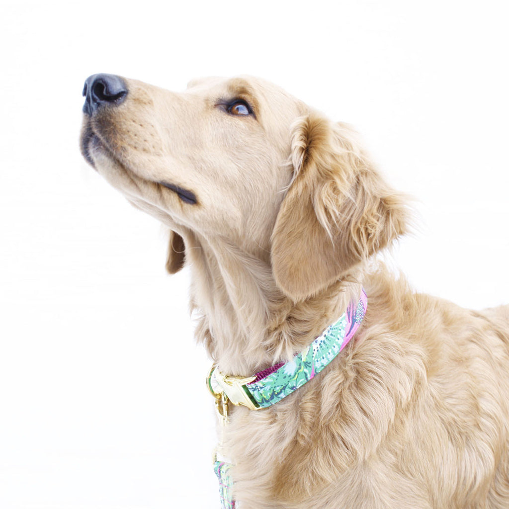 Pink and Green Paisley Collar