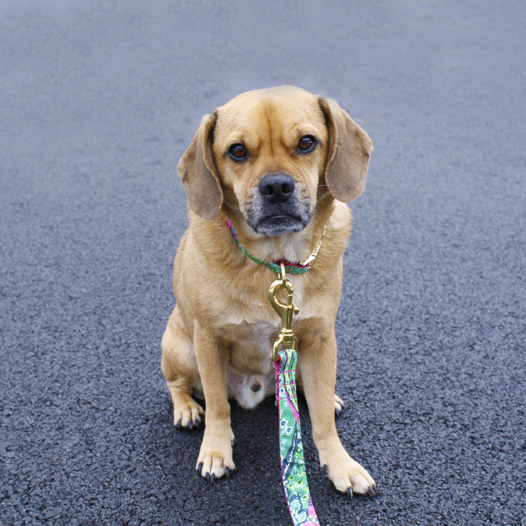 Pink and Green Paisley Leash