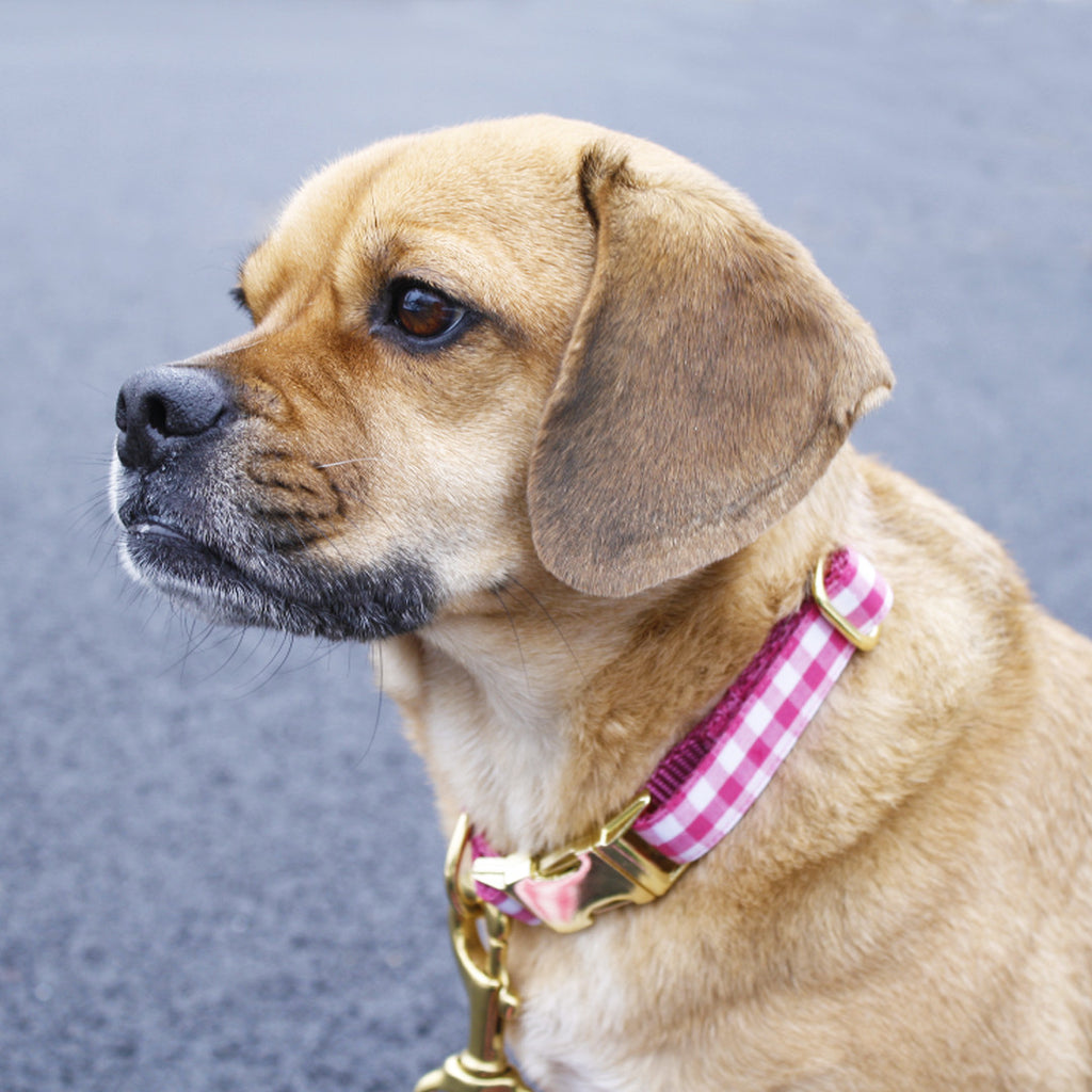 Pink Gingham Collar