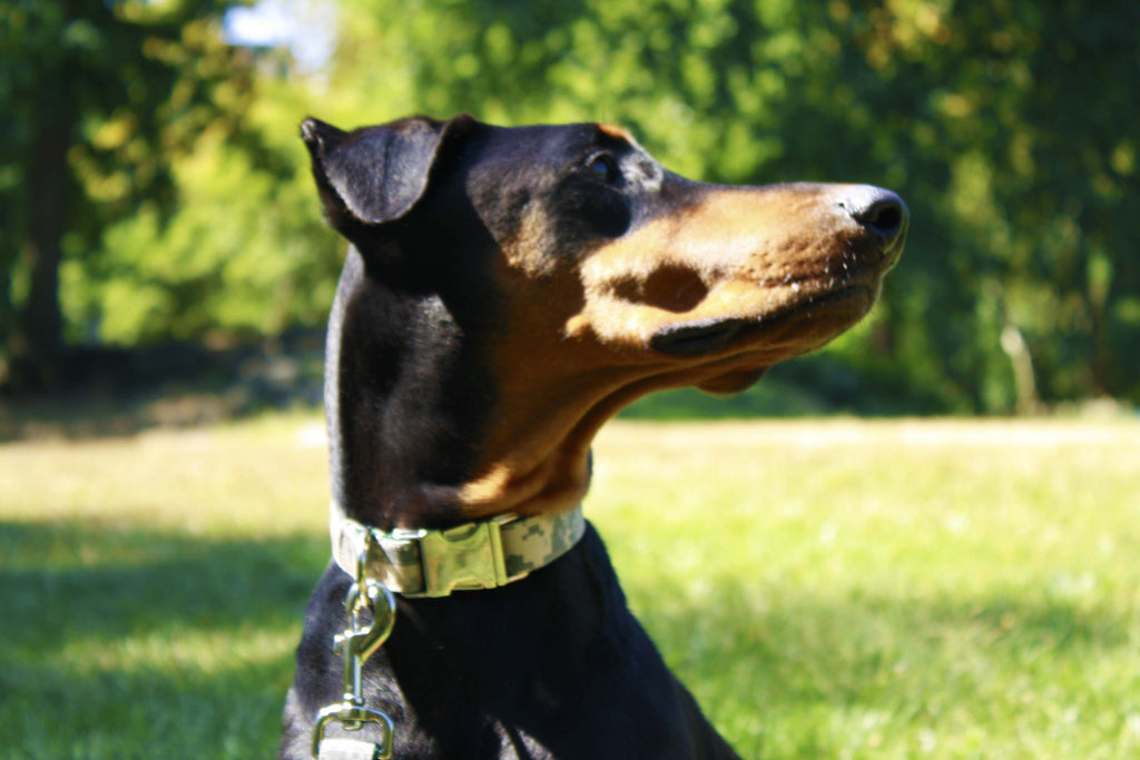 Army Camouflage Collar