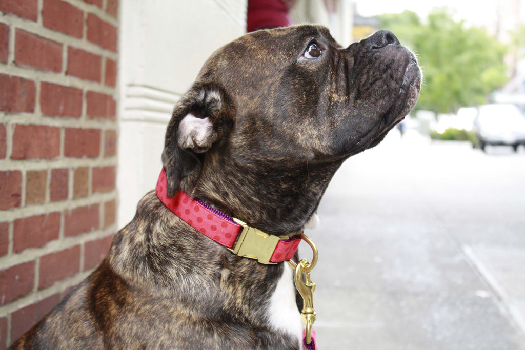 Strawberry Red Polka Dot Collar