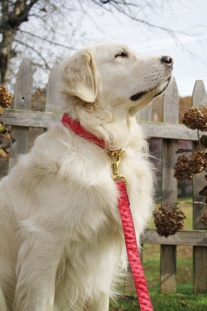 Strawberry Red Polka Dot Leash