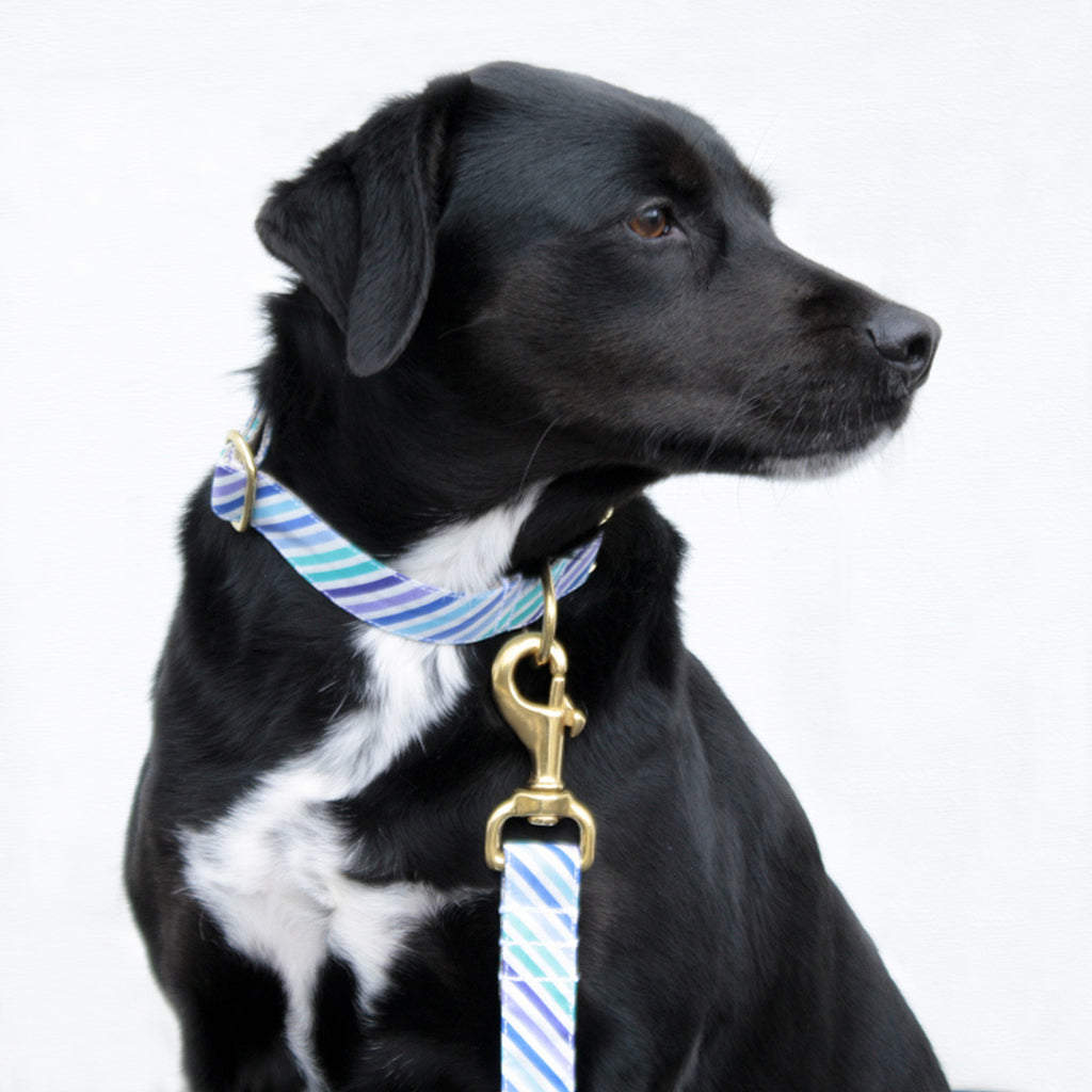 Purple and Blue Stripe Collar