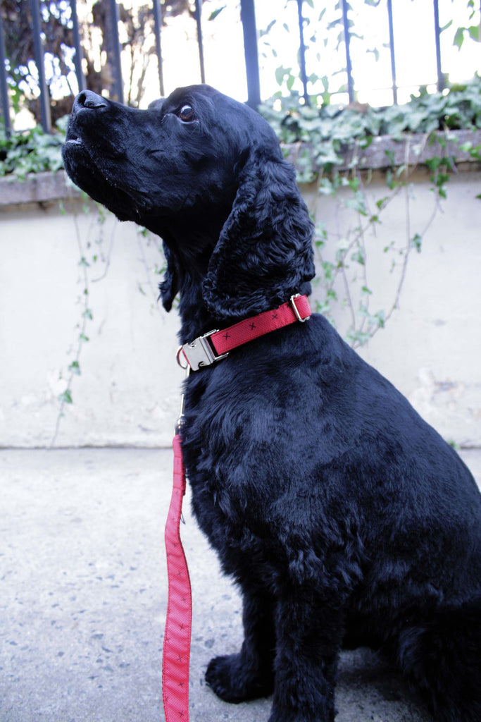 Candy Apple Stars Collar
