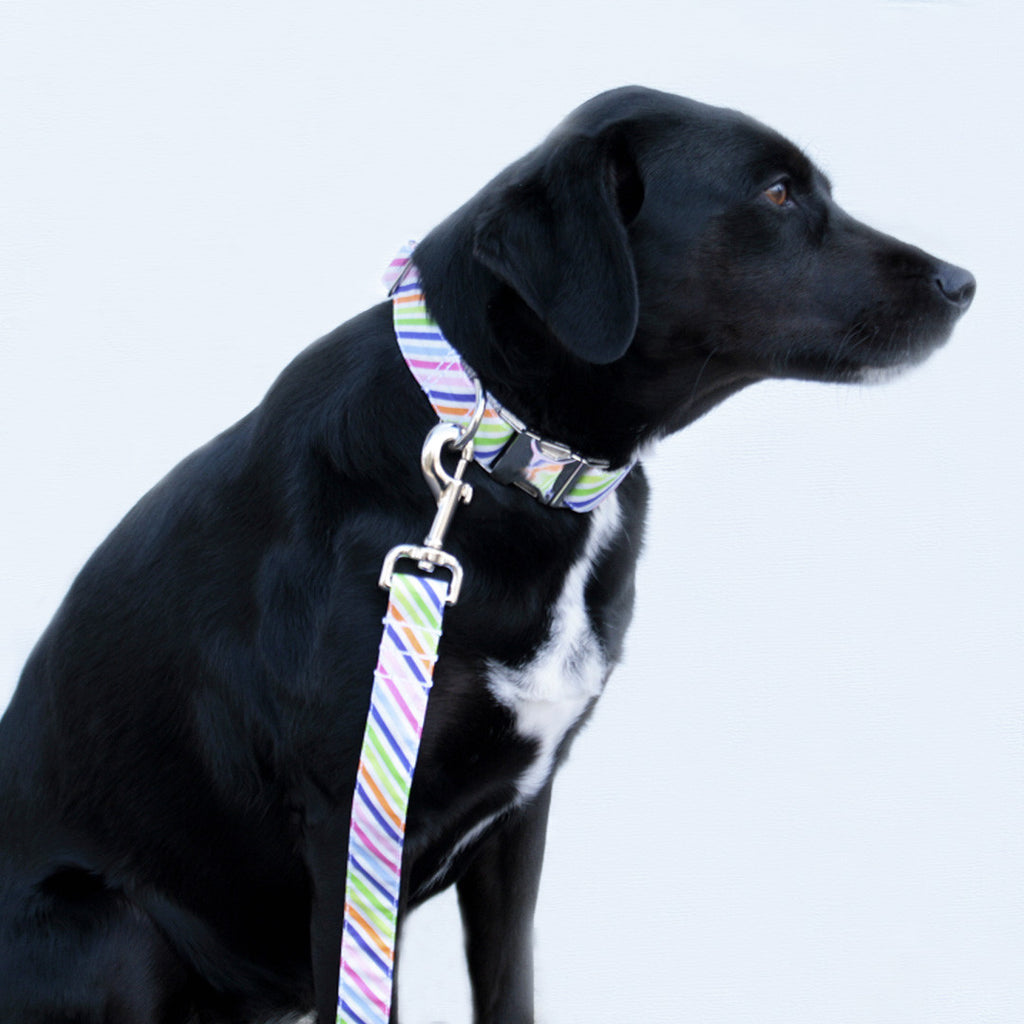 Rainbow Stripe Leash