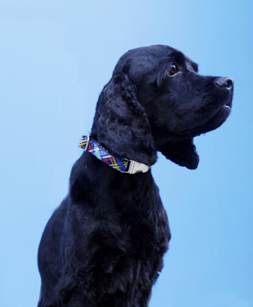 Spring Plaid Collar