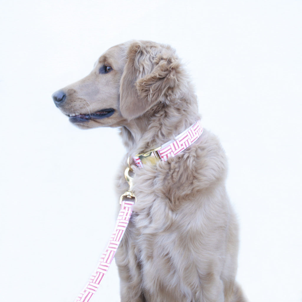 Coral Geometric Leash
