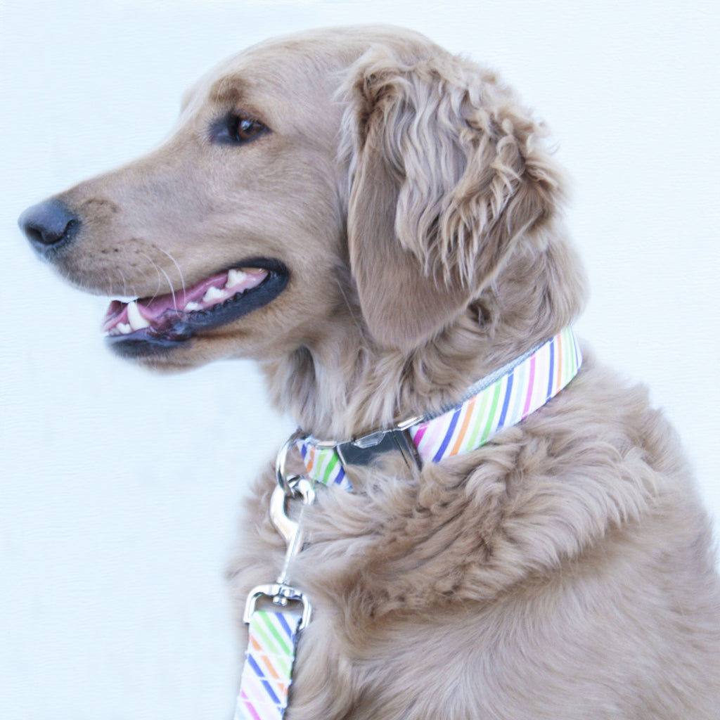 Rainbow Stripe Collar