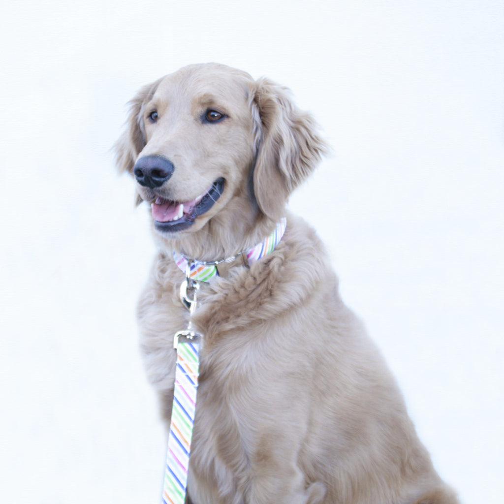 Rainbow Stripe Leash