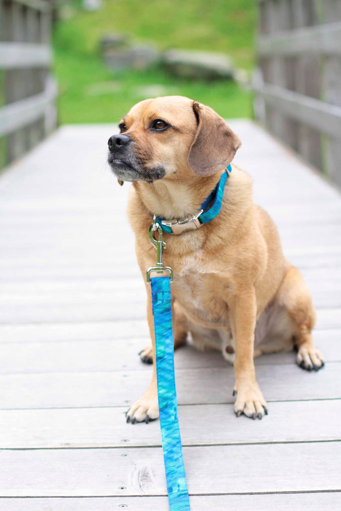 Electric Blue Canvas Leash