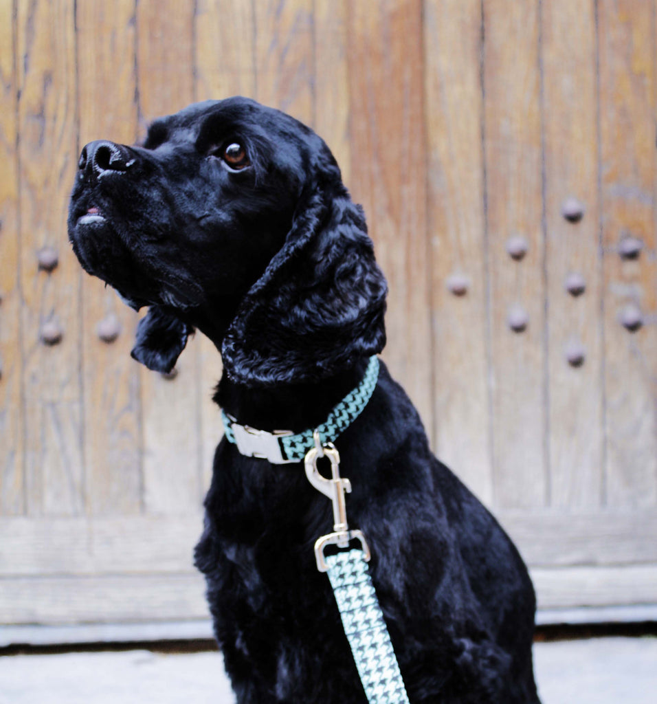 Robin Egg Blue Houndstooth Collar