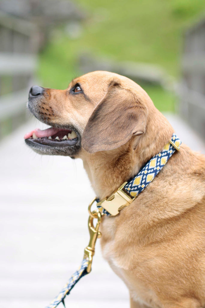 Navy Lemon Drop Collar