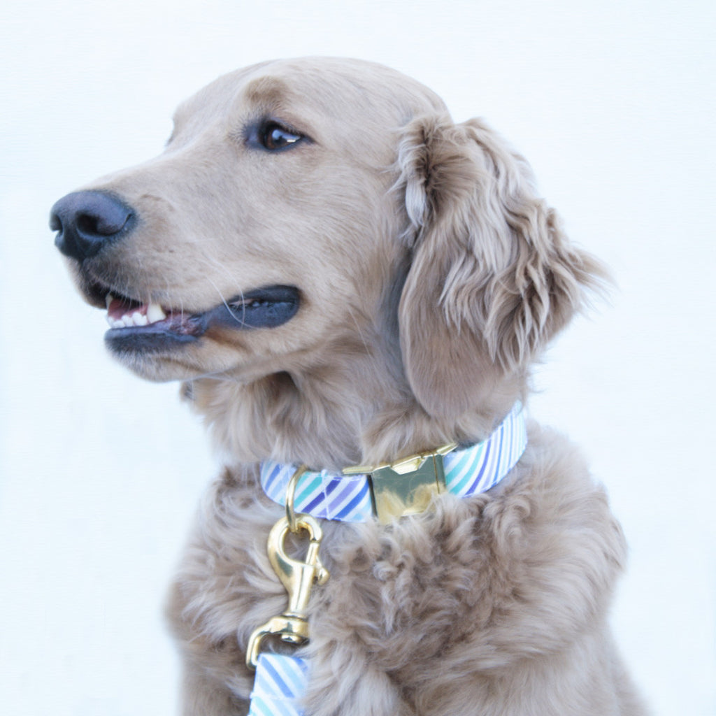 Purple and Blue Stripe Collar